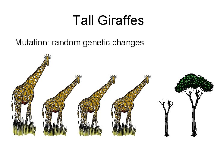 Tall Giraffes Mutation: random genetic changes 