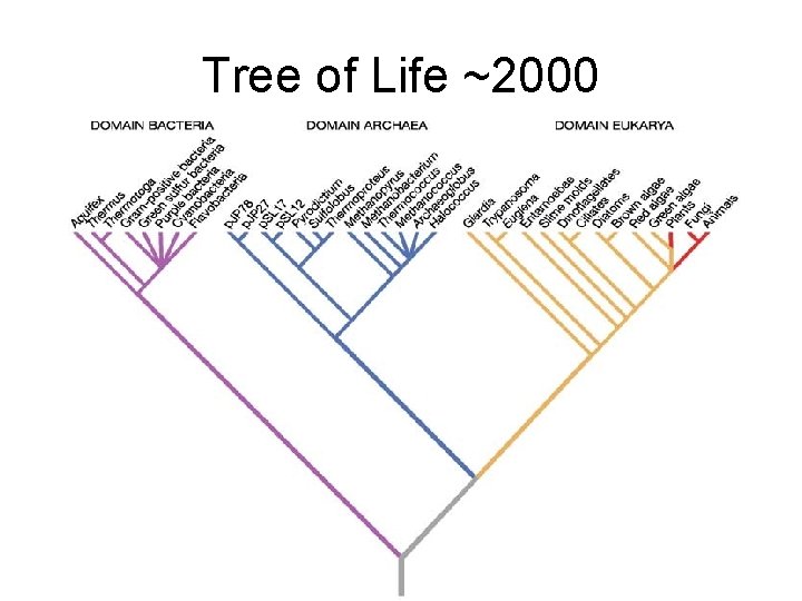 Tree of Life ~2000 