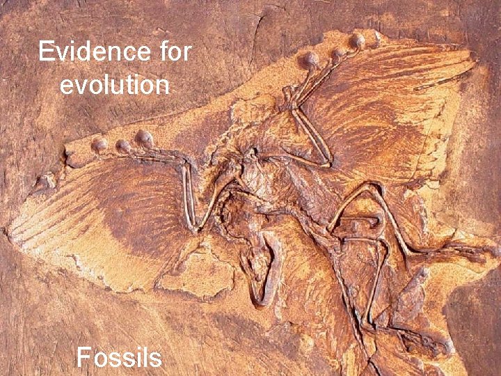Evidence for evolution Fossils 