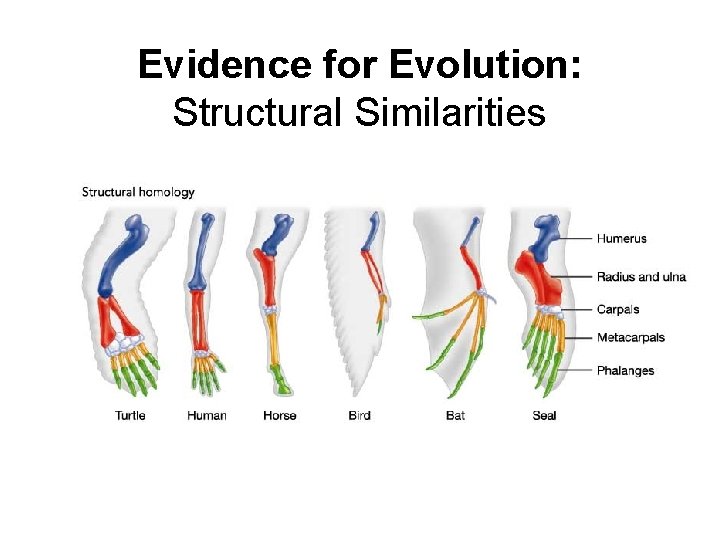 Evidence for Evolution: Structural Similarities 