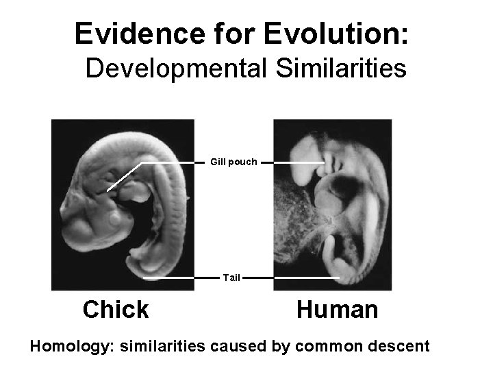 Evidence for Evolution: Developmental Similarities Gill pouch Tail Chick Human Homology: similarities caused by