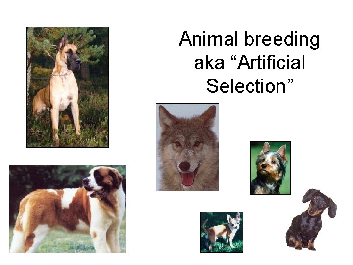 Animal breeding aka “Artificial Selection” 