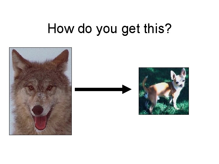 How do you get this? 