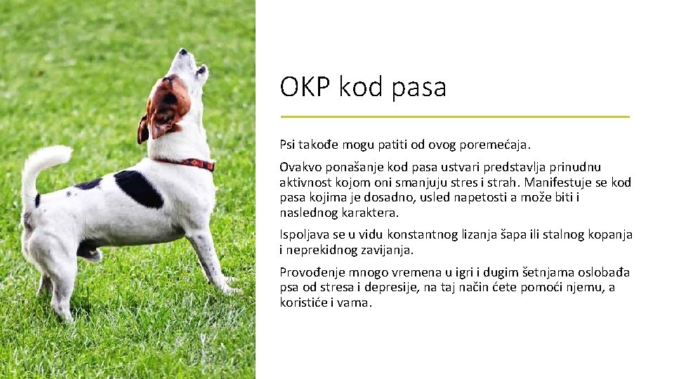 OKP kod pasa Psi takođe mogu patiti od ovog poremećaja. Ovakvo ponašanje kod pasa OKP kod pasa Psi takođe mogu patiti od ovog poremećaja. Ovakvo ponašanje kod pasa