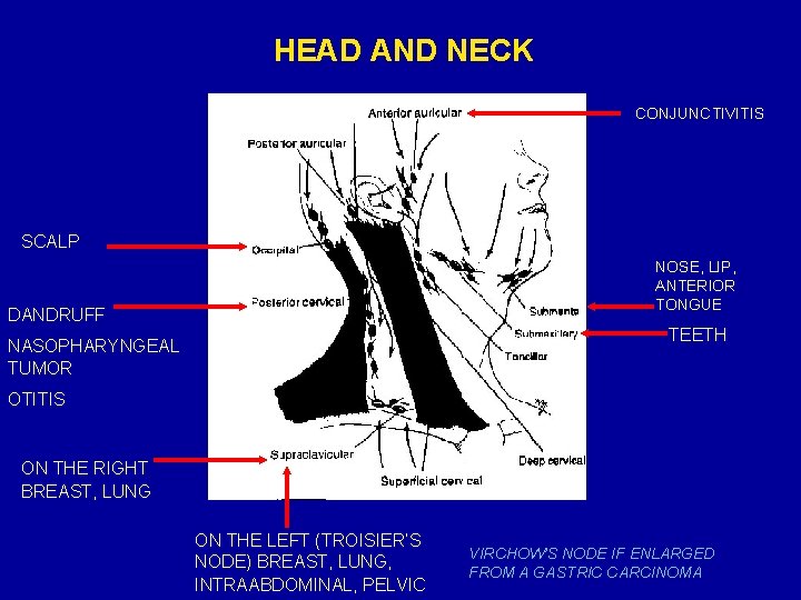 HEAD AND NECK CONJUNCTIVITIS SCALP NOSE, LIP, ANTERIOR TONGUE DANDRUFF TEETH NASOPHARYNGEAL TUMOR OTITIS