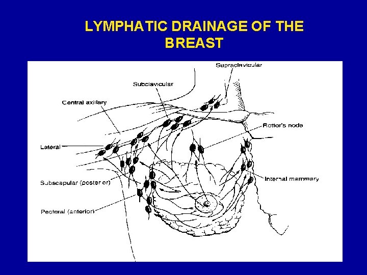 LYMPHATIC DRAINAGE OF THE BREAST 