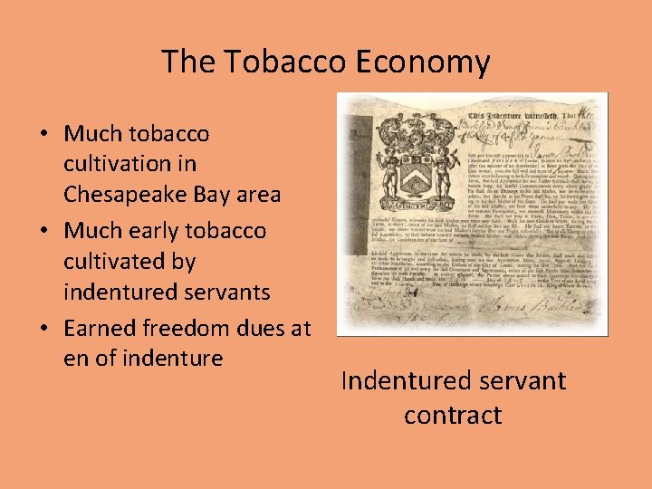 The Tobacco Economy • Much tobacco cultivation in Chesapeake Bay area • Much early