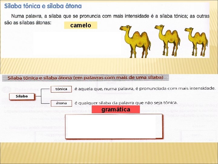 camelo gramática 