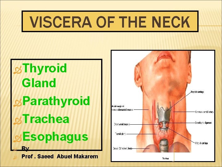 VISCERA OF THE NECK Thyroid Gland Parathyroid Trachea Esophagus By Prof. Saeed Abuel Makarem