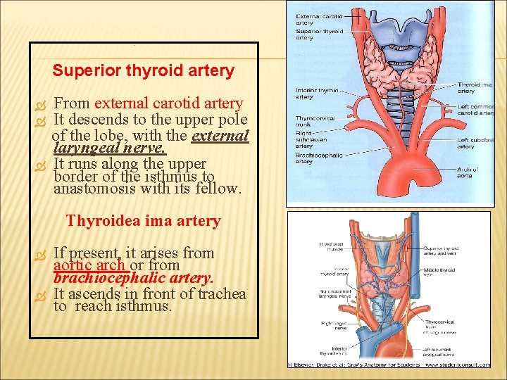  : Superior thyroid artery From external carotid artery It descends to the upper