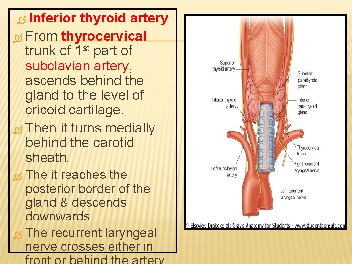 Inferior thyroid artery From thyrocervical trunk of 1 st part of subclavian artery, ascends