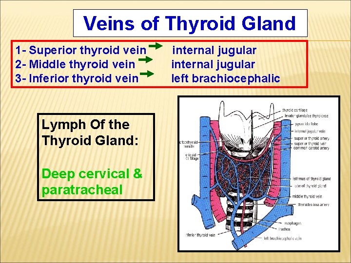 Veins of Thyroid Gland 1 - Superior thyroid vein 2 - Middle thyroid vein