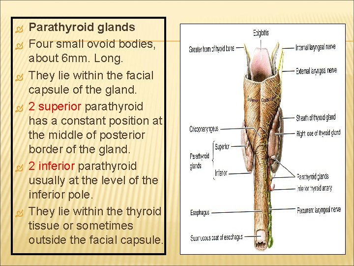  Parathyroid glands Four small ovoid bodies, about 6 mm. Long. They lie within
