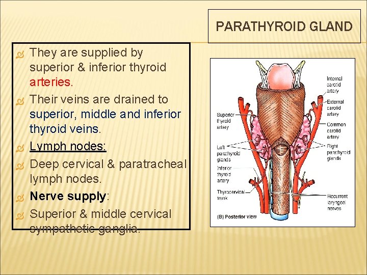 PARATHYROID GLAND They are supplied by superior & inferior thyroid arteries. Their veins are