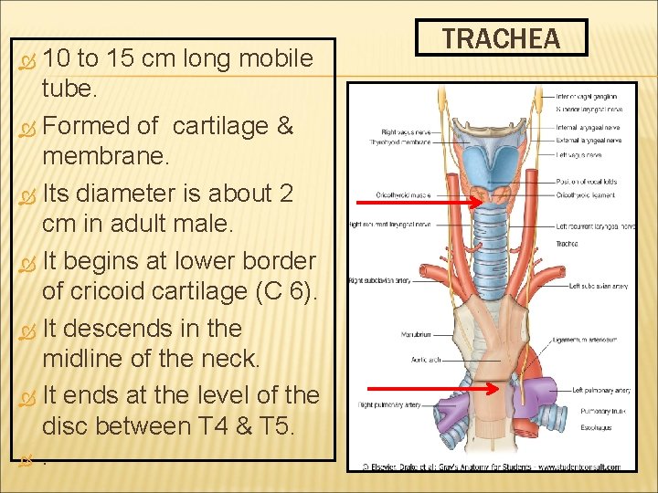 10 to 15 cm long mobile tube. Formed of cartilage & membrane. Its diameter