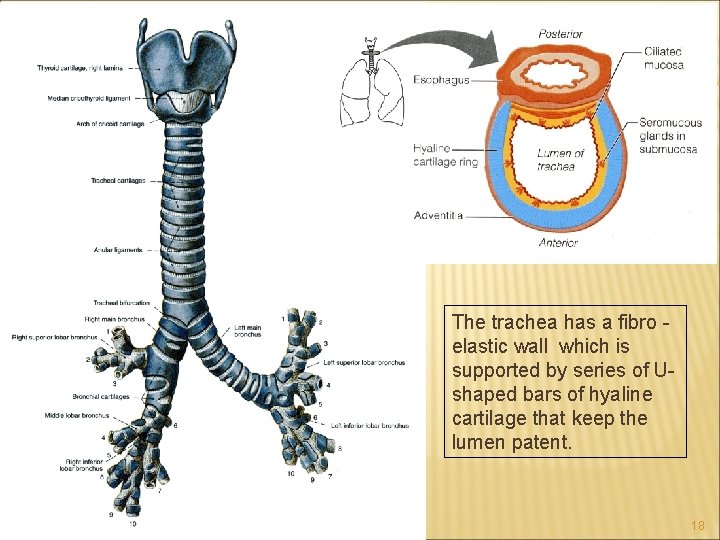 The trachea has a fibro elastic wall which is supported by series of Ushaped