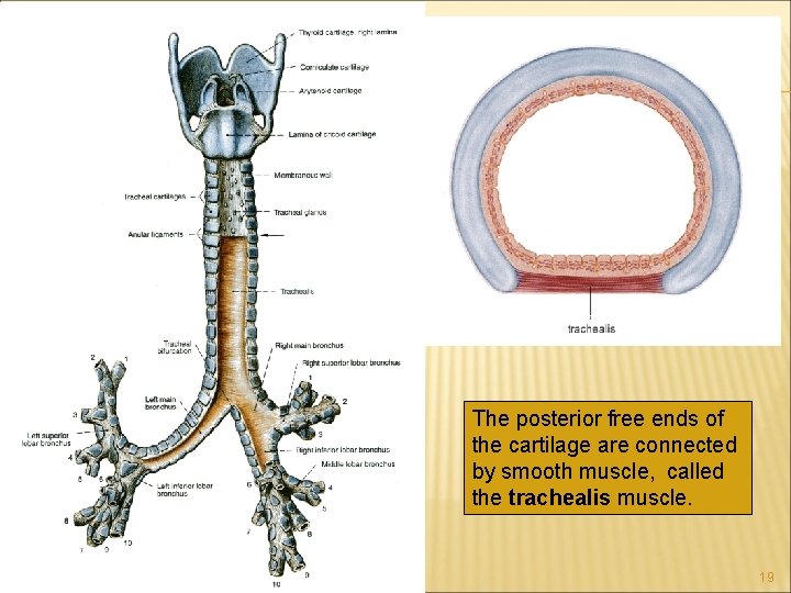 The posterior free ends of the cartilage are connected by smooth muscle, called the