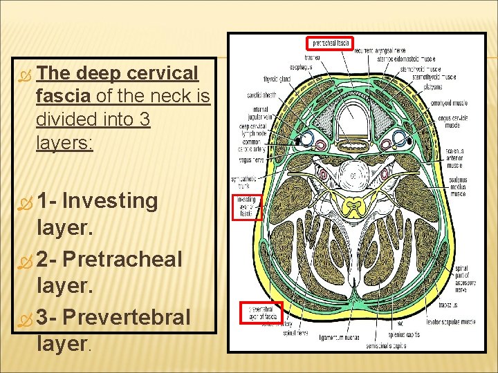  The deep cervical fascia of the neck is divided into 3 layers: 1