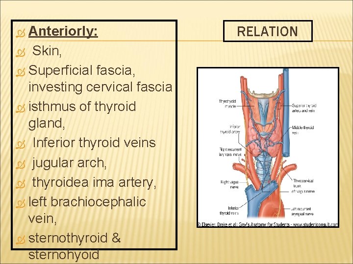 Anteriorly: Skin, Superficial fascia, investing cervical fascia isthmus of thyroid gland, Inferior thyroid veins