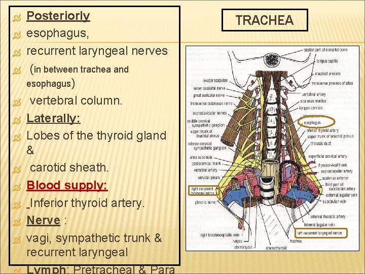  Posteriorly esophagus, recurrent laryngeal nerves (in between trachea and esophagus) vertebral column. Laterally: