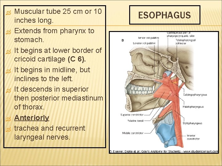  Muscular tube 25 cm or 10 inches long. Extends from pharynx to stomach.