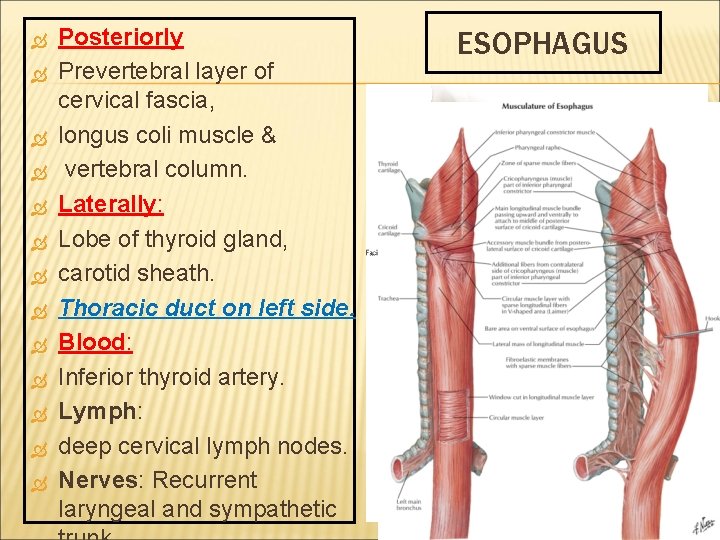  Posteriorly Prevertebral layer of cervical fascia, longus coli muscle & vertebral column. Laterally: