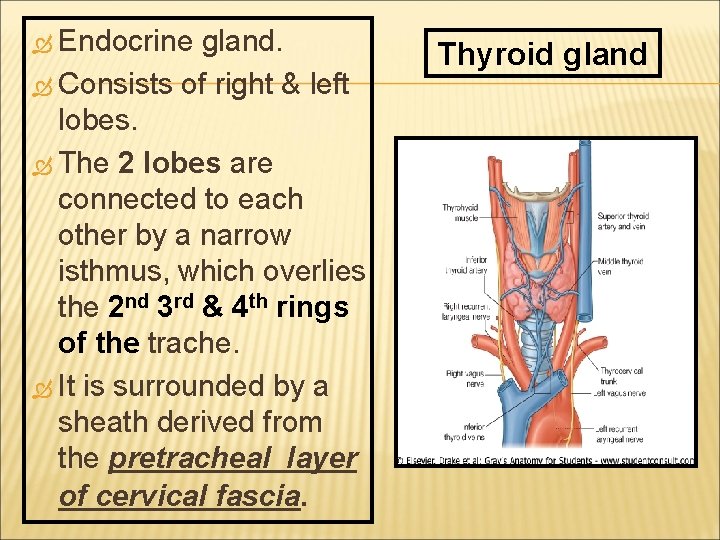  Endocrine gland. Consists of right & left lobes. The 2 lobes are connected