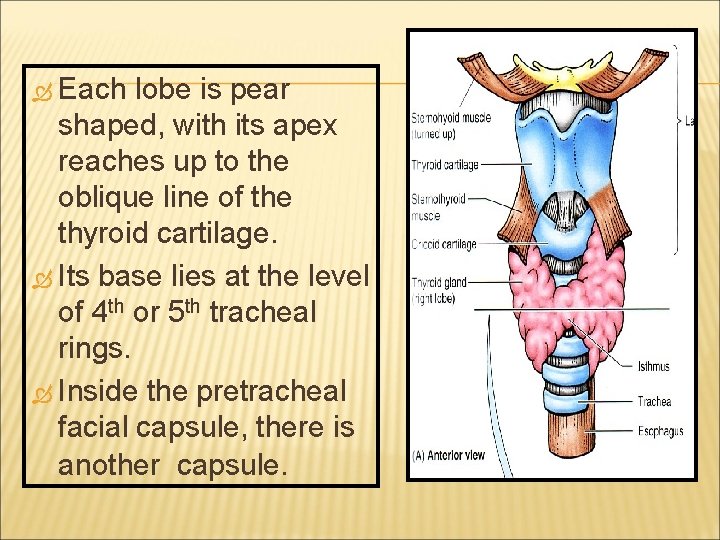  Each lobe is pear shaped, with its apex reaches up to the oblique