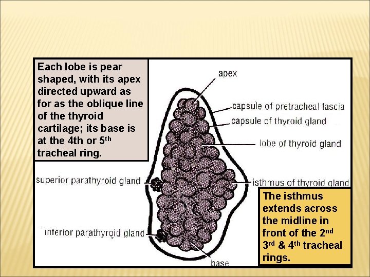 Each lobe is pear shaped, with its apex directed upward as for as the
