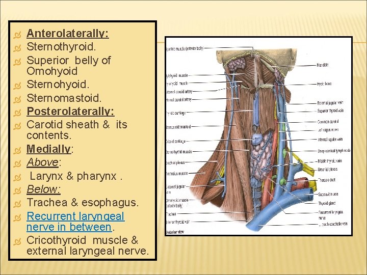  Anterolaterally: Sternothyroid. Superior belly of Omohyoid Sternohyoid. Sternomastoid. Posterolaterally: Carotid sheath & its