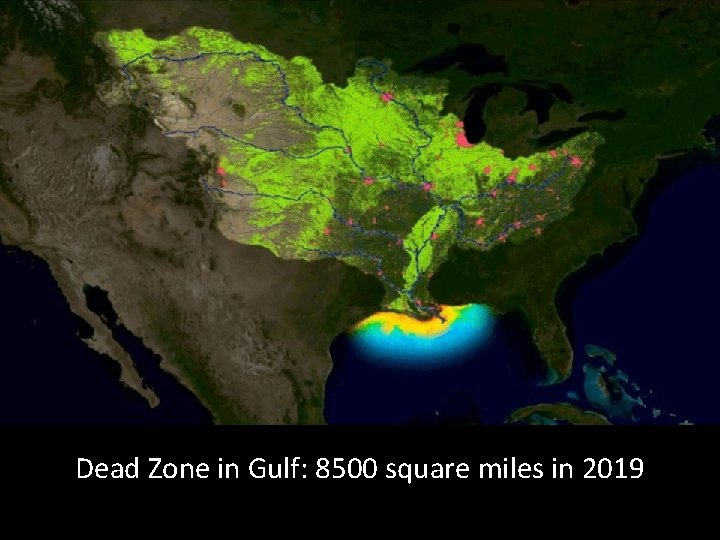 Dead Zone in Gulf: 8500 square miles in 2019 