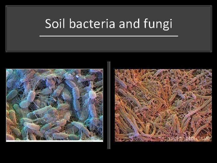 Soil bacteria and fungi 