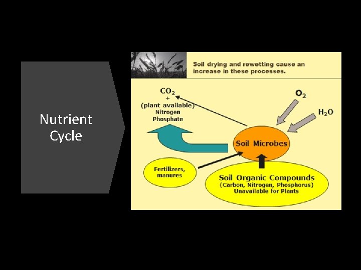 Nutrient Cycle 