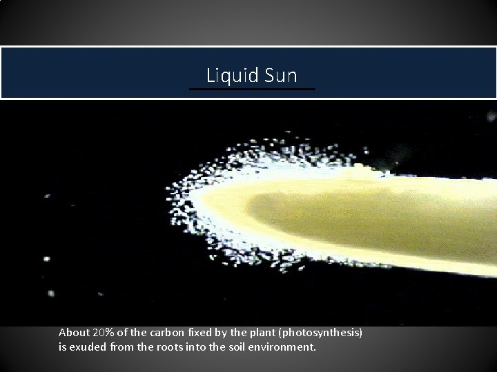 Liquid Sun About 20% of the carbon fixed by the plant (photosynthesis) is exuded