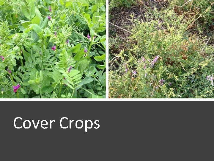 Cover Crops 