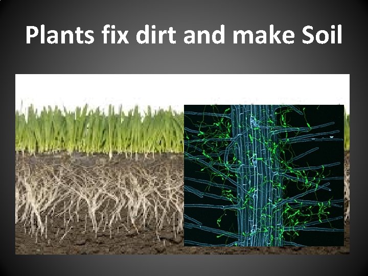 Plants fix dirt and make Soil 