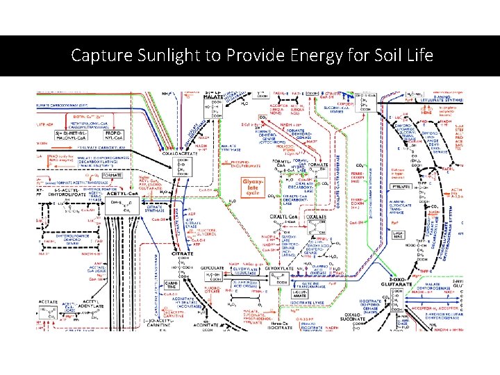 Capture Sunlight to Provide Energy for Soil Life 