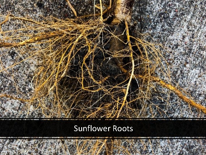 Sunflower Roots 