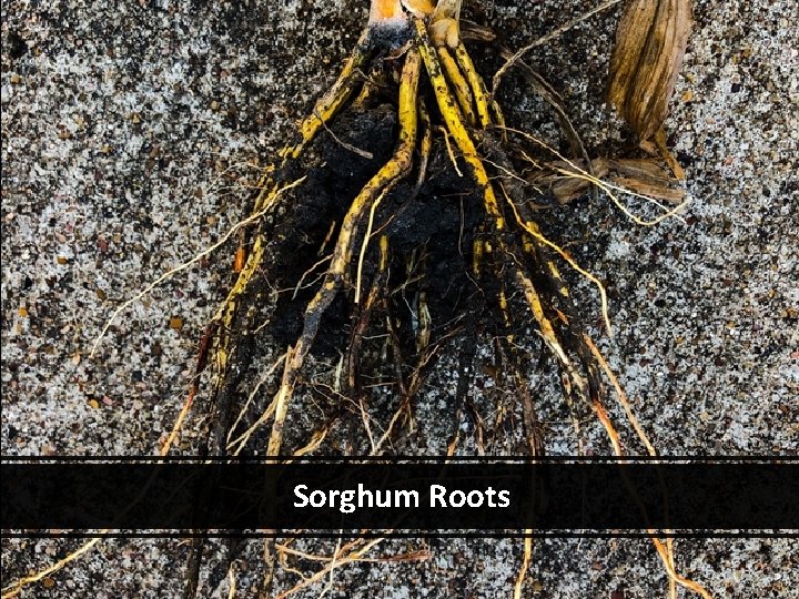 Sorghum Roots 