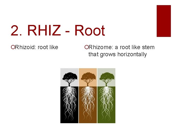 2. RHIZ - Root Rhizoid: root like Rhizome: a root like stem that grows