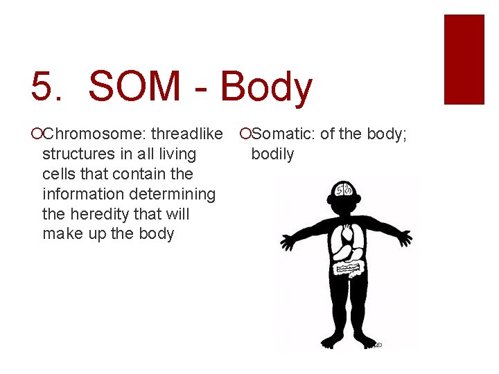 5. SOM - Body Chromosome: threadlike Somatic: of the body; structures in all living