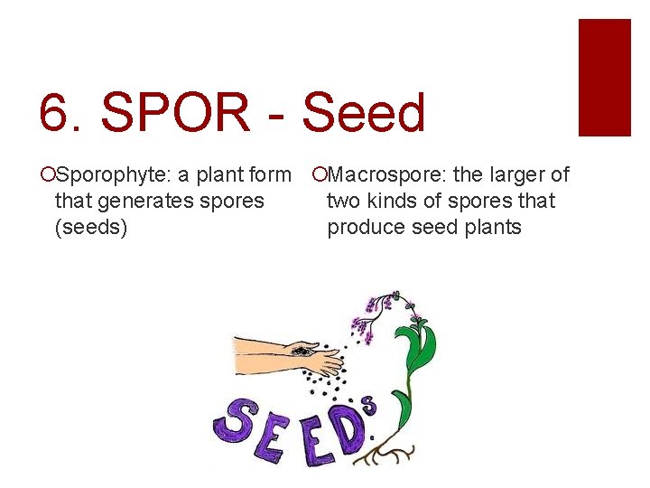 6. SPOR - Seed Sporophyte: a plant form Macrospore: the larger of that generates