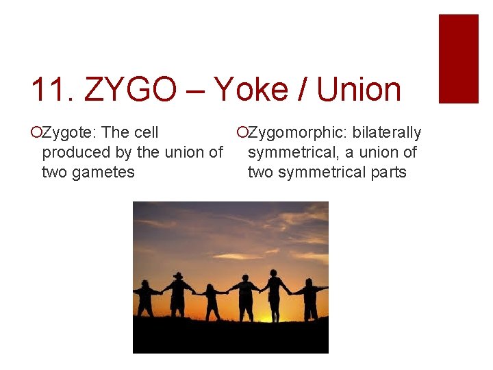 11. ZYGO – Yoke / Union Zygote: The cell Zygomorphic: bilaterally produced by the