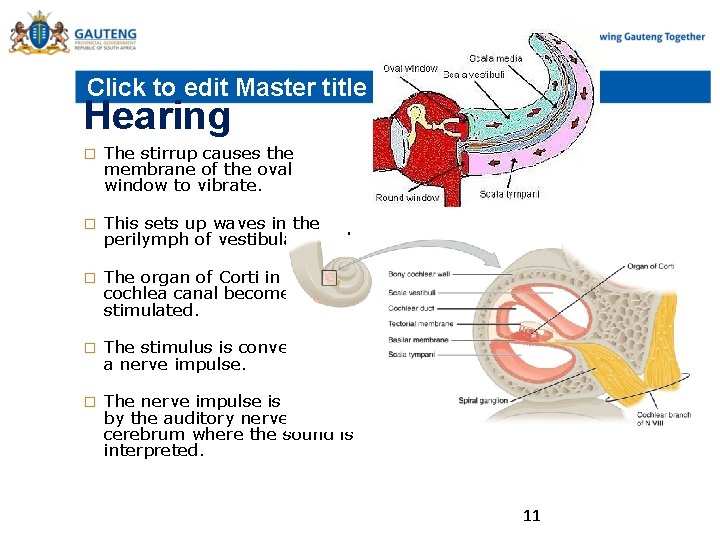 Click to edit Master title style Hearing � The stirrup causes the membrane of