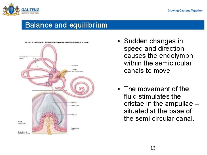 Balance and equilibrium • Sudden changes in speed and direction causes the endolymph within