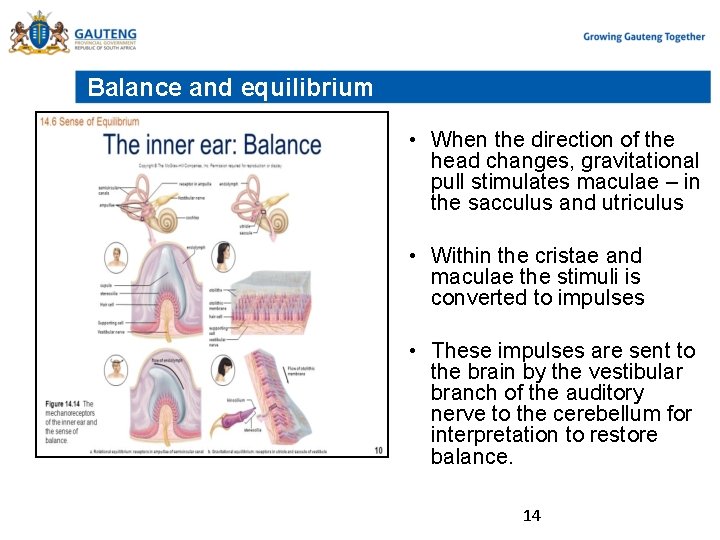 Balance and equilibrium • When the direction of the head changes, gravitational pull stimulates