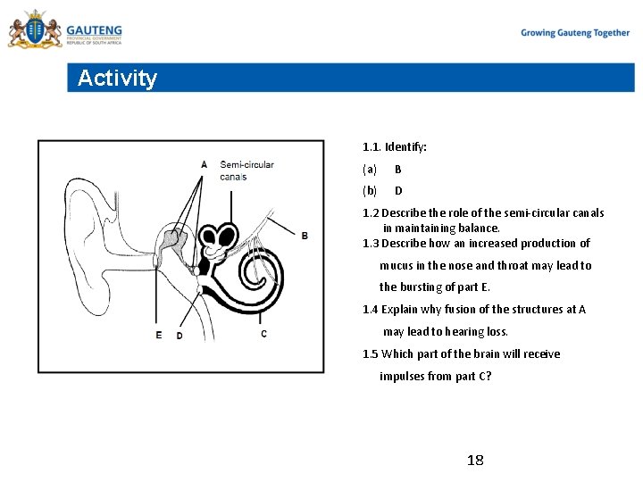 Activity 1. 1. Identify: (a) B (b) D 1. 2 Describe the role of