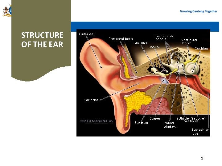 STRUCTURE OF THE EAR 2 