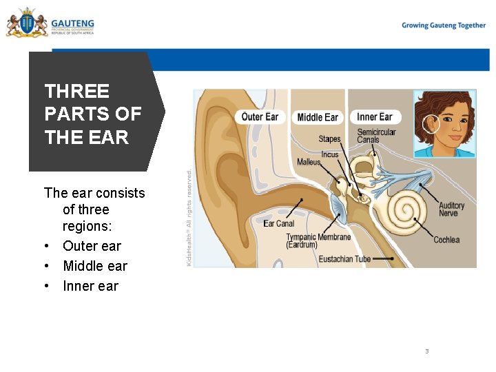 THREE PARTS OF THE EAR The ear consists of three regions: • Outer ear