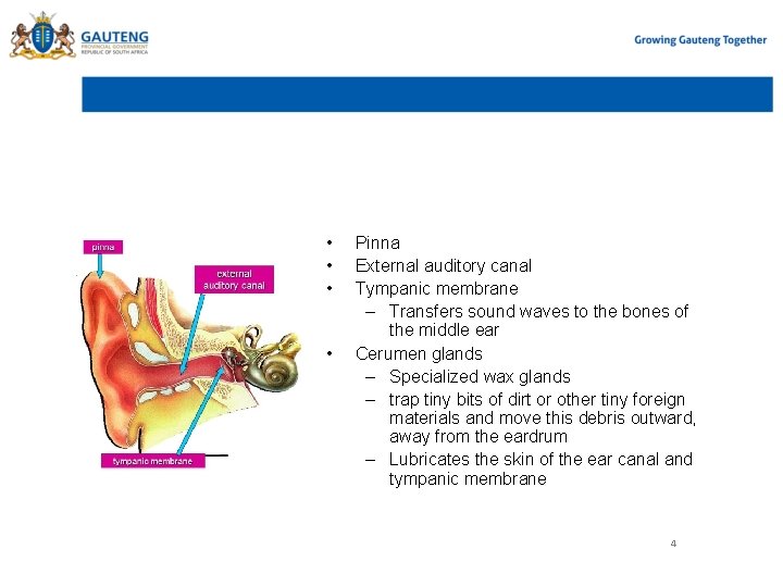 Outer ear • • Pinna External auditory canal Tympanic membrane – Transfers sound waves